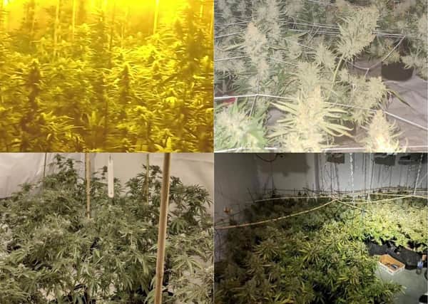 One of the raids uncovered over 800 plants