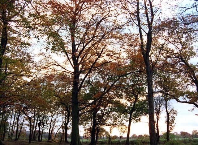 Sandall Beat Wood in the autumn of 1997.