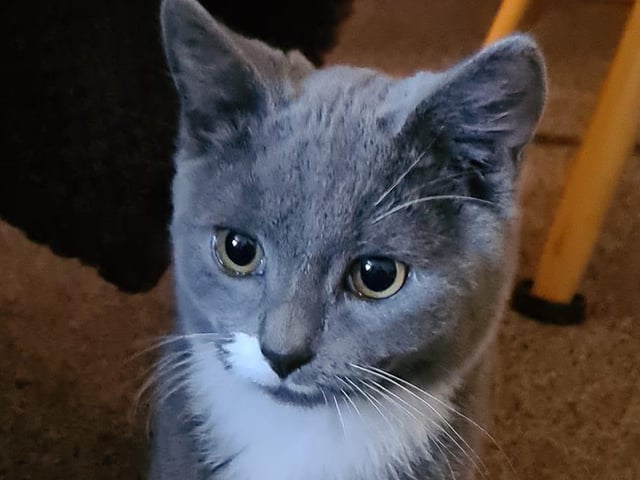 Tommy, a British short-haired cat, is now nine months old and is always "full of beans", according to his owner, Kerry Horne. She said: "He loves playing ball and also loves attacking people's feet."