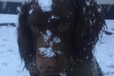 Hunter the dog enjoying the snow in East Meon. Picture: Sarah Hickey