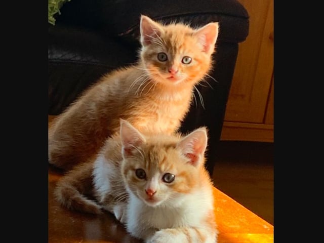 Claire Duchart's two cats Simba and Archie