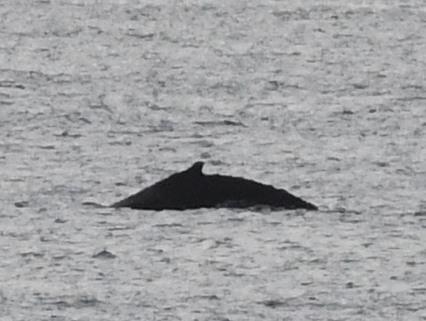Little is known about the hale, but it has been matched to one seen off the west coast last summer.