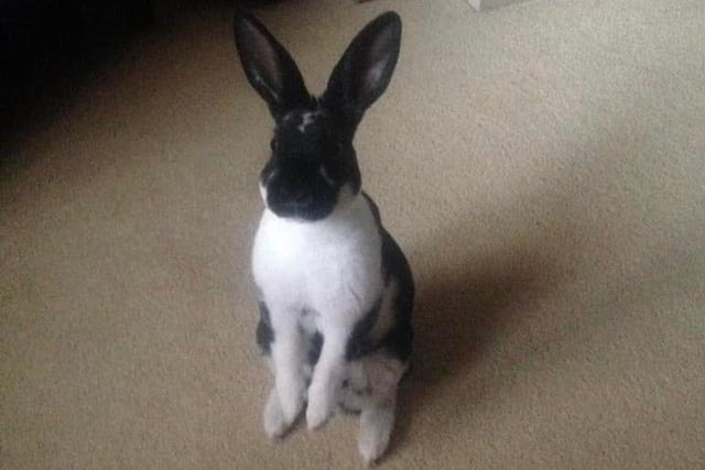 Felicity Deighton said: "My Rabbit that’s passed over the rainbow bridge! Dillon, a Mini Rex and utterly wonderful! He came to save me and that he did."