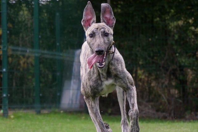 Niko is a male, Greyhound/Saluki aged 18 months old. He is an affectionate playful boy who has bounds of energy and would suit an active family. He is a happy dog and loves lots of attention from everyone and enjoys playing with other dogs, but would benefit from further training as he doesn’t realise what a big lad he has grown into. Niko will need a recap on his house-training but he is a very clever boy and will make a fantastic, loyal family member. Contact: RSPCA Radcliffe Animal Centre
0115 855 0222 Email: info@rspca-radcliffe.org.uk or visitContact: RSPCA Radcliffe Animal Centre
 0115 855 0222. Email: info@rspca-radcliffe.org.uk or see https://rspca-radcliffe.org.uk/animals/dogs/