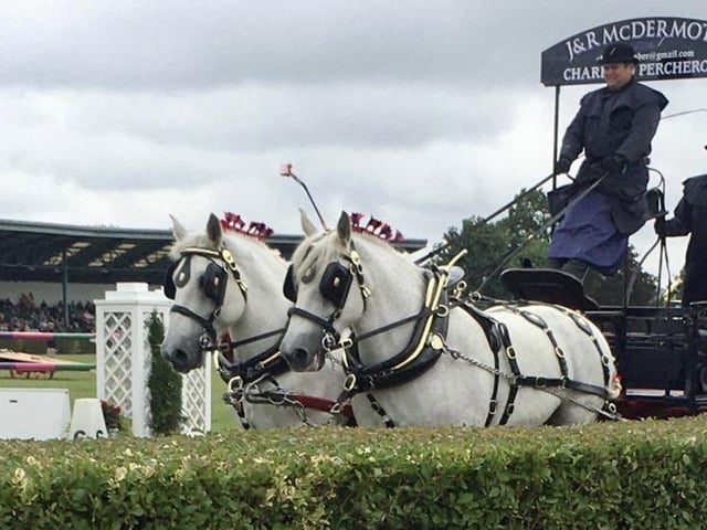 Great Yorkshire Show taken by Pat Hutchinson