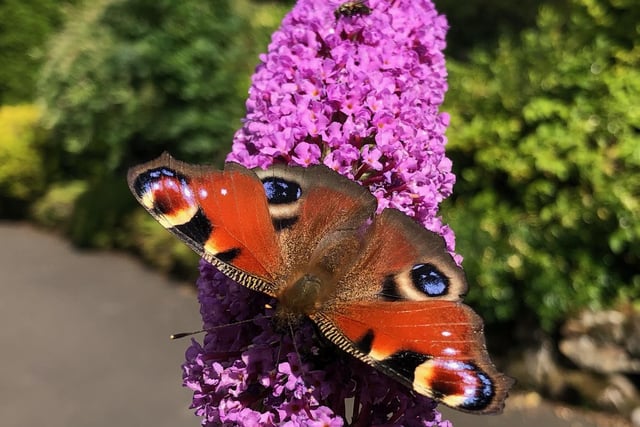 Butterfly Bush (Buddleia) living up to it name in our Balerno Garden