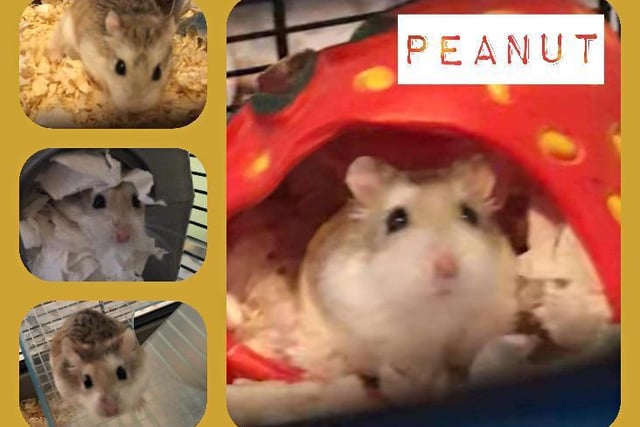 Peanut is an adult Roborovski hamster who came to the RSPCA due to her owner’s ill health. She is an active hamster who is always on the go and loves to explore her surroundings.