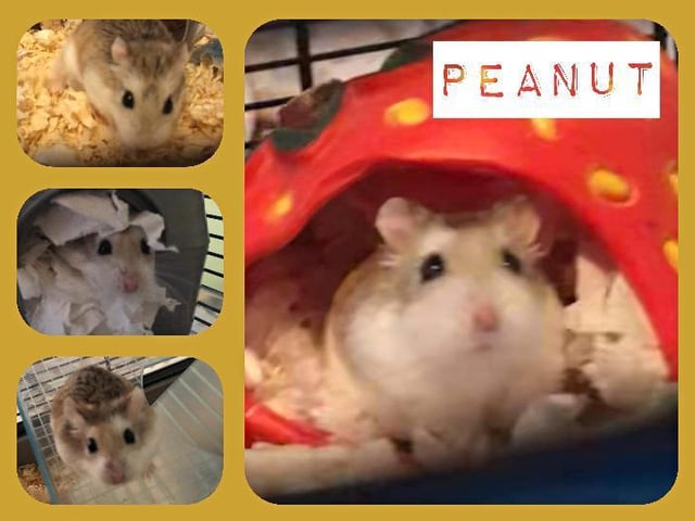 Peanut is an adult Roborovski hamster who came to the RSPCA due to her owner’s ill health. She is an active hamster who is always on the go and loves to explore her surroundings.