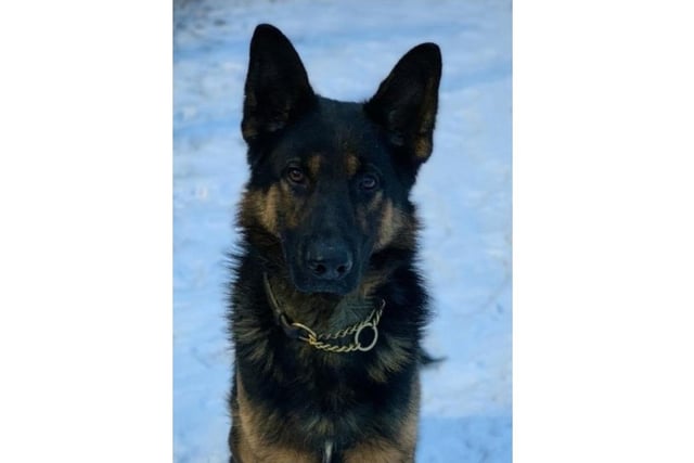A one year old German Shepherd who works as a general purpose police dog