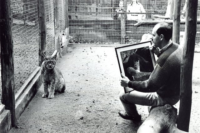 Artist David Clarke paints a lynx at Riber Zoo in 1985