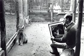 Artist David Clarke paints a lynx at Riber Zoo in 1985