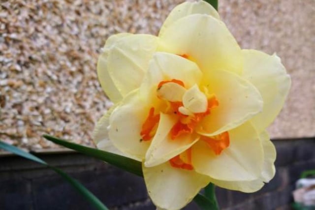 A two-toned daffodil in @markhughes586 garden.