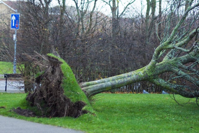 Another tree is impacted by the storm.