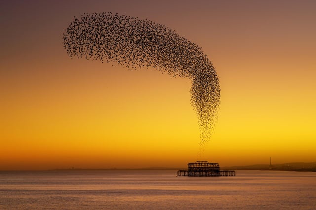 West Pier Starlings East Sussex, 