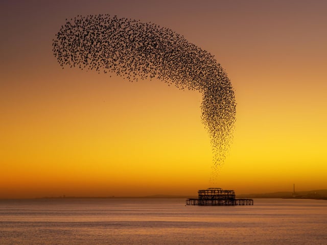 West Pier Starlings East Sussex,
