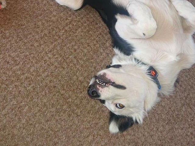 Cooper, a Border Collie, who lives with Emma Skeldon