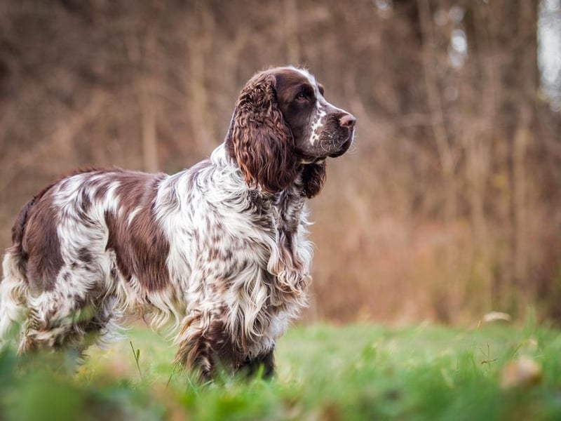 English Springer spaniel