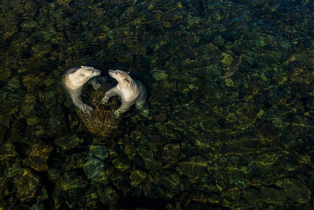 Martin Gregus (Canada/Slovakia) shows polar bears in a different light as they come ashore in summer. On a hot summer’s day, two female polar bears took to the shallow intertidal waters to cool off and play. Martin used a drone to capture this moment. For him, the heart shape symbolises the apparent sibling affection between them and ‘the love we as people owe to the natural world’.
