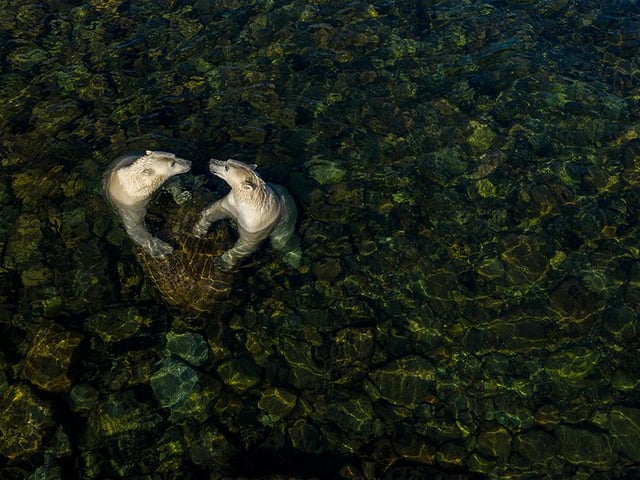Martin Gregus (Canada/Slovakia) shows polar bears in a different light as they come ashore in summer. On a hot summer’s day, two female polar bears took to the shallow intertidal waters to cool off and play. Martin used a drone to capture this moment. For him, the heart shape symbolises the apparent sibling affection between them and ‘the love we as people owe to the natural world’.