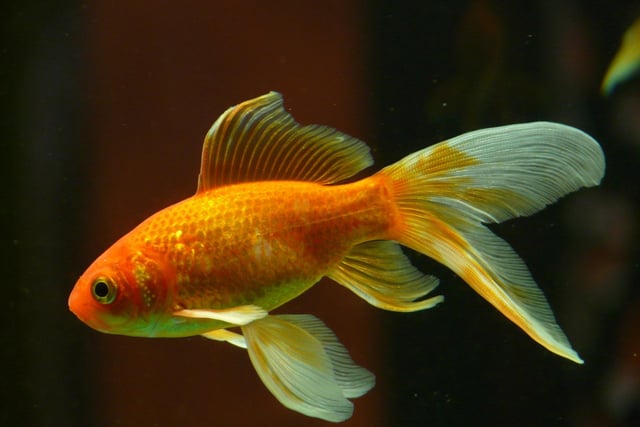A goldfish named Tish was won at a funfair in Doncaster in 1956. He died in 1999 aged 43. (This is not the fish pictured)