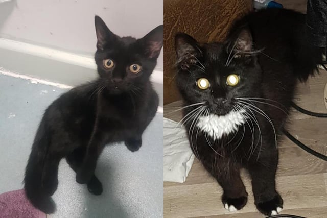 These two adorable boys are up for adoption as a pair. Both are very friendly, but the black and white of the pair is a little nervous at first. As such, the pair need a quiet home with no children under the age of 13. Contact Feline Cat Rescue Luton on 01582 732347
