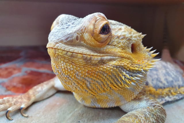 Ryan Swift sent us this photo of a bearded dragon called Felicity.
