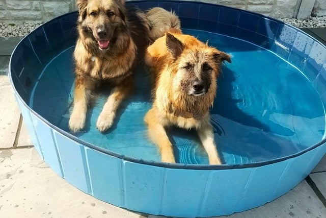 Here are best friends, Kaiser and Duke, sharing a small pool together. Sent in by Graham Beardshall.