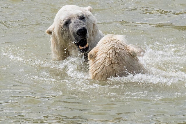 Sadly Victor one of the polar bears died a few days ago. However the zoo still has three bears Pixel, Nissan and Nobby.