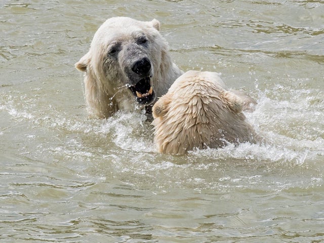 Sadly Victor one of the polar bears died a few days ago. However the zoo still has three bears Pixel, Nissan and Nobby.
