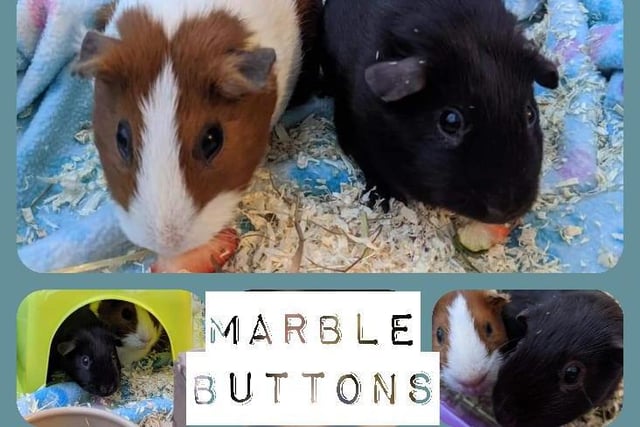 Guinea Pig girls Marble & Buttons are between one and two years old. They came into the RSPCA’s care after they were given away on a selling page. They are a little shy and unaccustomed to handling, but are growing in confidence in their foster home. Marble and Buttons will need to have suitable accommodation indoors.