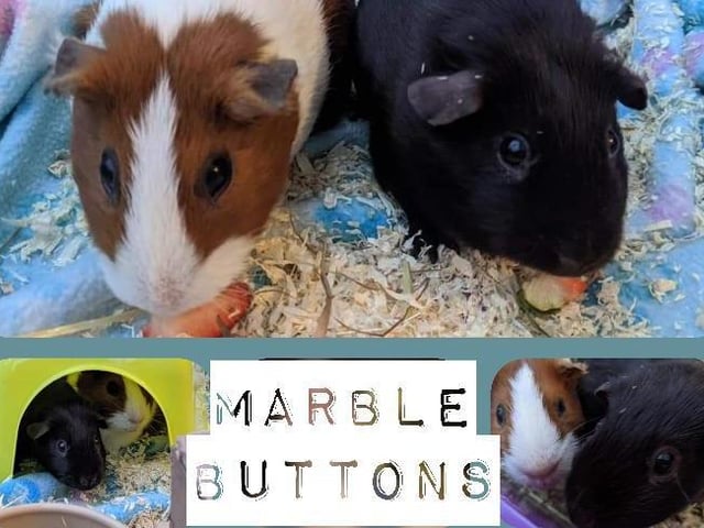 Guinea Pig girls Marble & Buttons are between one and two years old. They came into the RSPCA’s care after they were given away on a selling page. They are a little shy and unaccustomed to handling, but are growing in confidence in their foster home. Marble and Buttons will need to have suitable accommodation indoors.