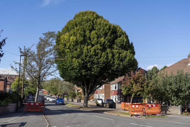 The tree is located on Bramley Lane, Handsworth.