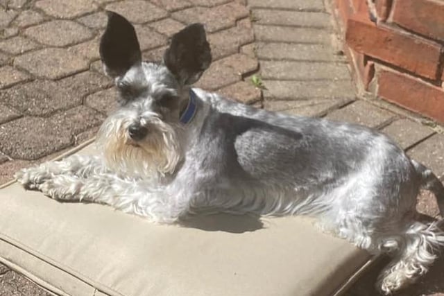 Buzz the Miniature Schnauzer. Shared by Dominic O'Malley.