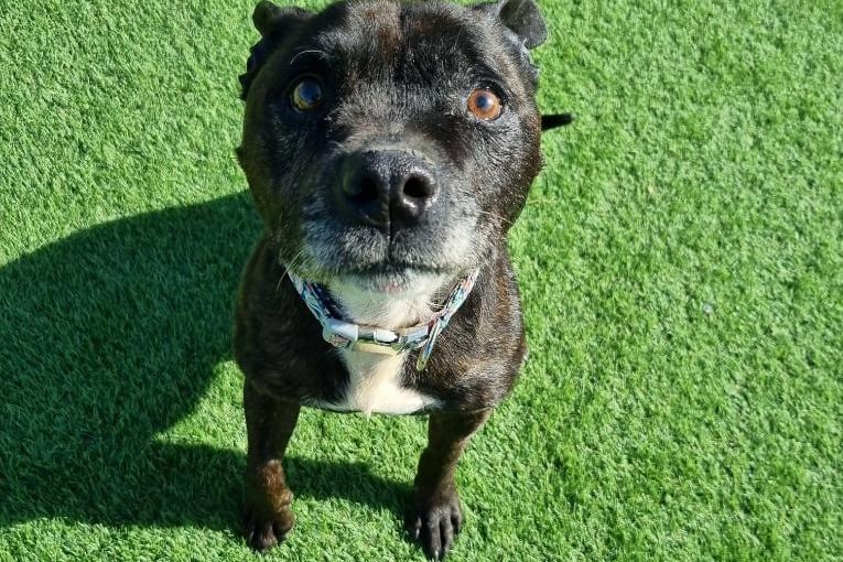 Ten-year-old Levi is a Staffordshire Bull Terrier.
He is a gentle older gent who arrived at Thornberry under sad circumstances. 
He has a lovely, gentle nature and would love nothing more than to cuddle up on the sofa after a gentle walk.
He could live with children of secondary school age and should be the only pet in the home but can have doggy friends when out and about on adventures.