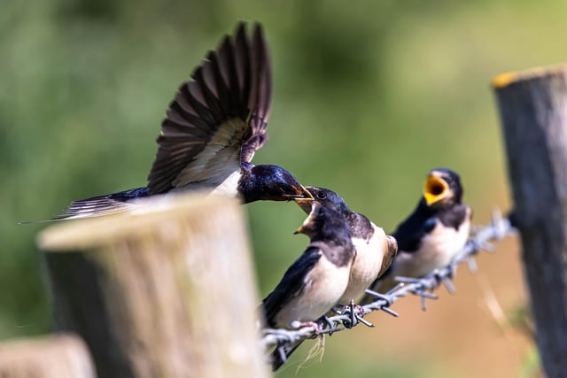 Swallow feeding time by Helen Toulson