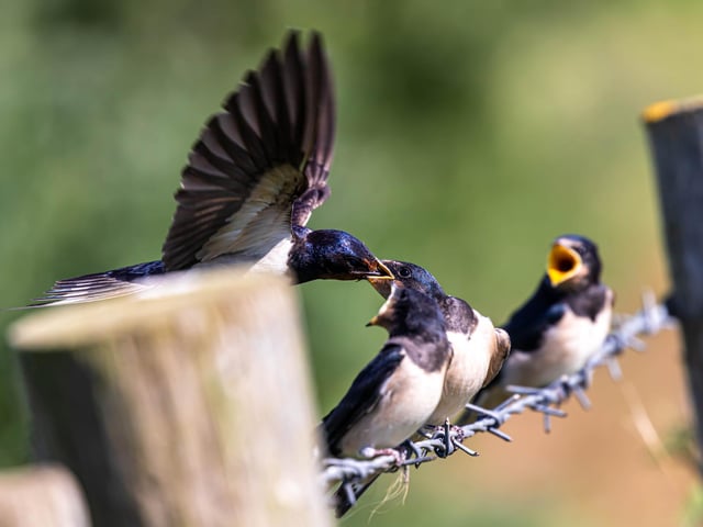 Swallow feeding time by Helen Toulson