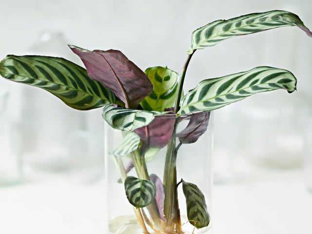 Claire Bishop, houseplant buyer at Dobbies Garden Centres, says: "These make a great feature with the LED light option and also are great for propagation."