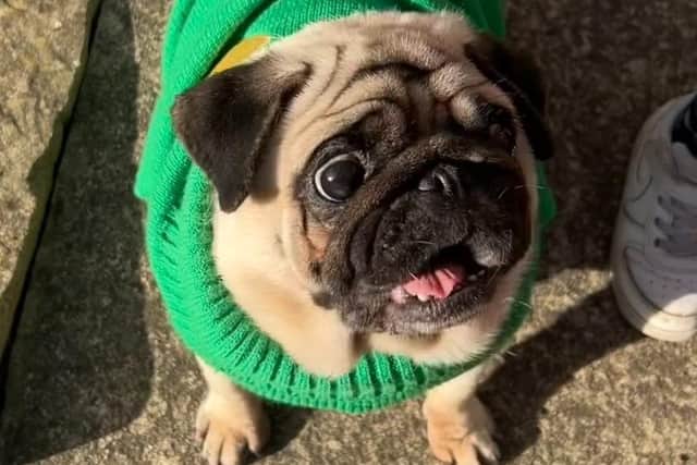 Her name may be Italian for ‘beautiful’ – but Sheffield pet pug Bella is shortlisted for the ugliest pooch in the country.