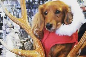 This dachshund is ready to fill in for Father Christmas at the drop of a furry red hat. Thanks Deborah Alexander for sharing this snap.