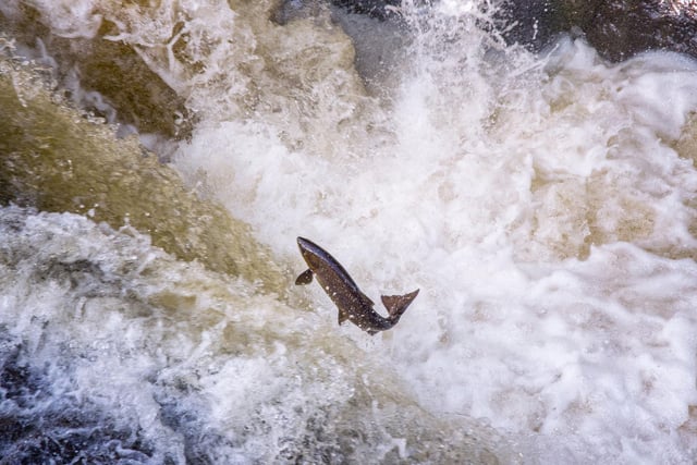 Wild salmon numbers in Scotland have declined by 40 per cent in the last 40 years. It's believed rising temperatures in rivers and the effects of climate change on ecosystems at sea have contributed to this. Heavier rain events brought on by climate change will also damage salmon spawning grounds more frequently.