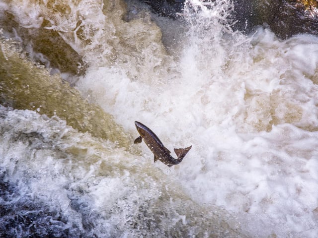 Wild salmon numbers in Scotland have declined by 40 per cent in the last 40 years. It's believed rising temperatures in rivers and the effects of climate change on ecosystems at sea have contributed to this. Heavier rain events brought on by climate change will also damage salmon spawning grounds more frequently.