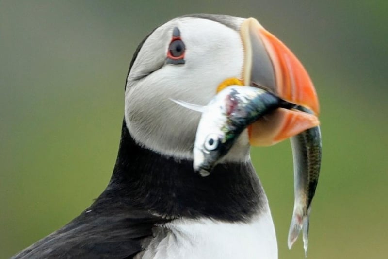 Angela Pearson took this amazing picture of a puffin during a trip over to the Isle of May from Anstruther on the May Princess.
