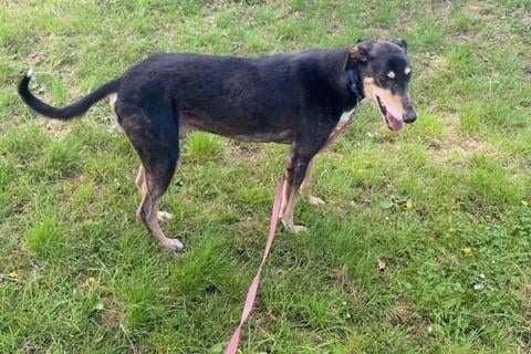 Arthur is an eight-year-old male neutered lurcher who could possibly live with dogs and children but not cats.
