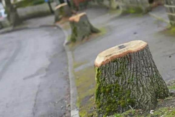 Trees have been felled in Dore, Sheffield 