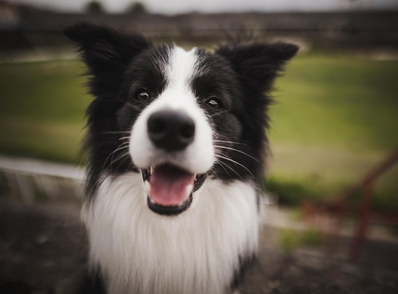 The beloved Border Collie ranks seventh place