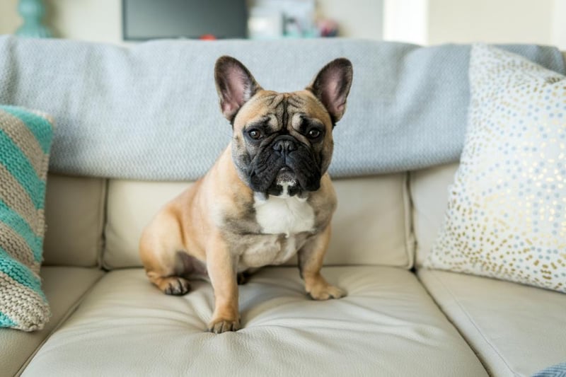 French bulldogs were the most popular breed in 2020. Demand for this small breed reportedly soared during the pandemic. Image: Shutterstock