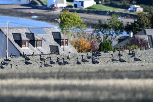 Pink-footed geese gather at Montrose Basin.