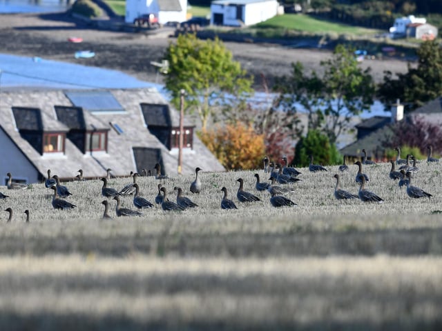 Pink-footed geese gather at Montrose Basin.