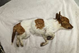 This Jack Russell terrier died before she could be seen by a vet after being found, abnormally thin because of a lack of food, on waste land in Worksop railway station.