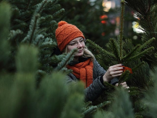 Available from November 27, with prices starting at £34.99. Potted trees are available now.